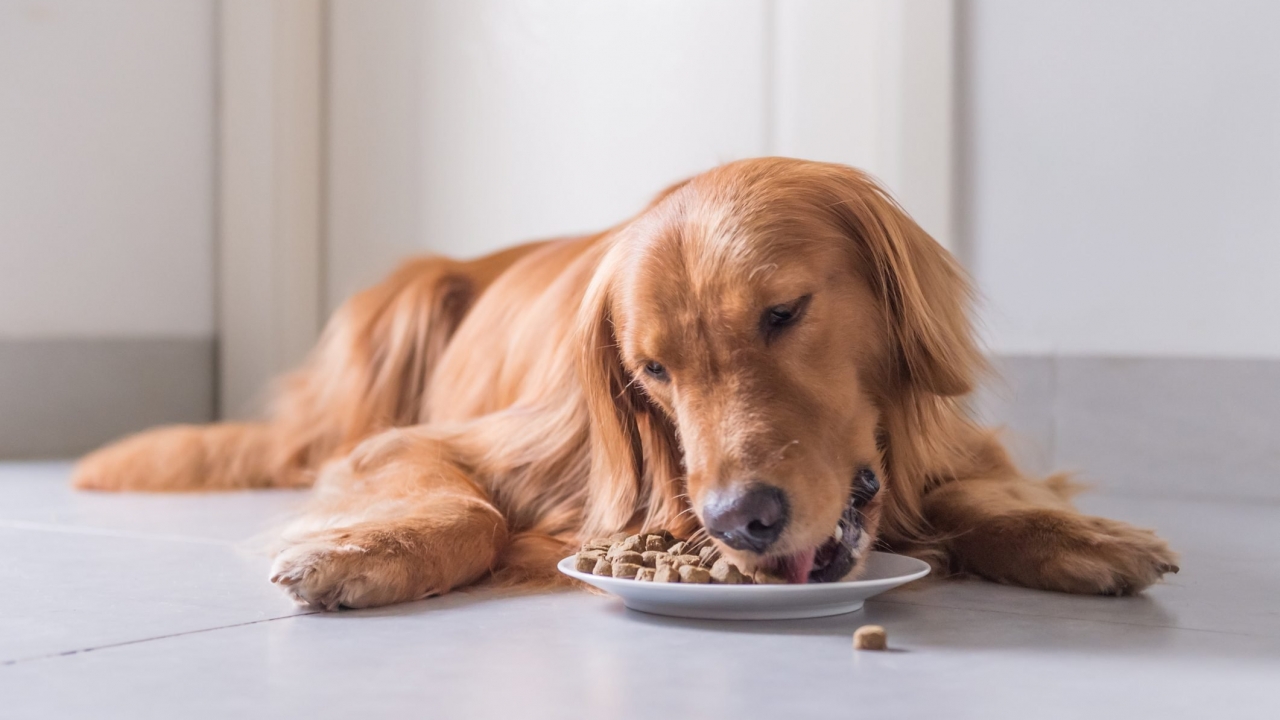 Dog Food - A Healthy Choice