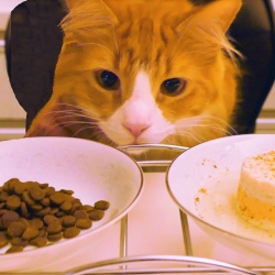 Healthy Cat Foods - Commercial Versus Homemade