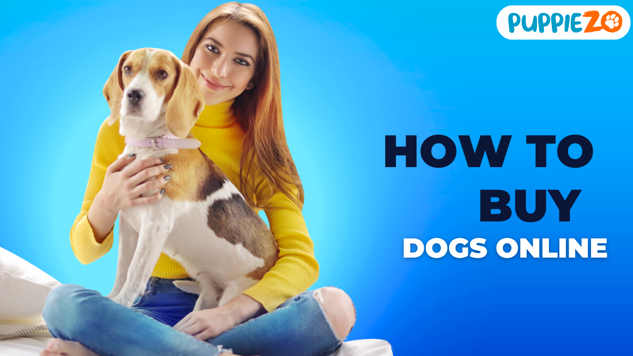 How to Buy Dogs Online - Puppiezo.com 🐶 🐕🐾