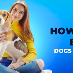How to Buy Dogs Online - Puppiezo.com 🐶 🐕🐾