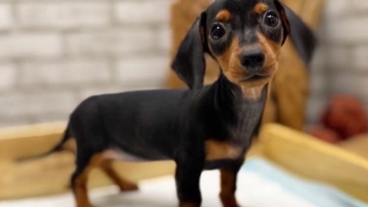 Miniature Dachshund Puppies - Complete Guide to Mini Dachshund Puppies