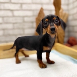 Miniature Dachshund Puppies - Complete Guide to Mini Dachshund Puppies